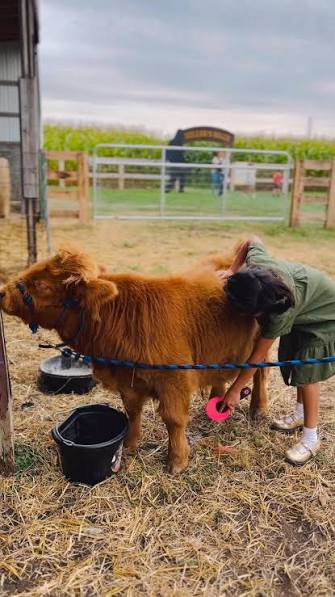 Are Teacup Cows Real? The Truth About Micro Highlands